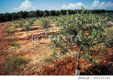 Agriculture in Andalusia, a field of young olive trees in Carmona 141111332