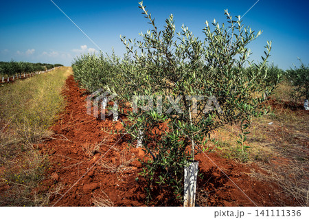 Agriculture in Andalusia, a field of young olive trees in Carmona 141111336