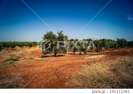 Agriculture in Andalusia, a field of young olive trees in Carmona Agriculture in Andalusia, a field of young olive trees in Carmona 141111361