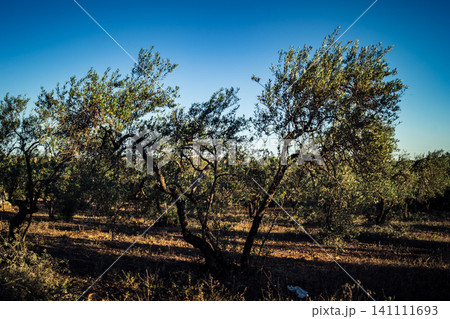 Majestic Ancient Olive Grove in the Heart of Andalusia 141111693
