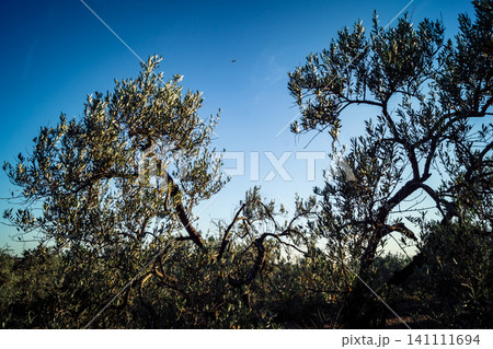 Majestic Ancient Olive Grove in the Heart of Andalusia Majestic Ancient Olive Grove in the Heart of Andalusia 141111694