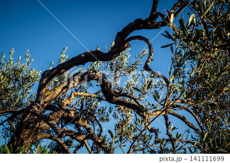 Textured Bark of an Ancient Andalusian Olive Tree Textured Bark of an Ancient Andalusian Olive Tree 141111699