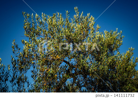 Majestic Ancient Olive Grove in the Heart of Andalusia Majestic Ancient Olive Grove in the Heart of Andalusia 141111732