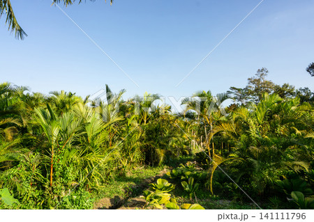 Low angle view of green palm leaves against a clear blue sky. Low angle view of green palm leaves against a clear blue sky. 141111796