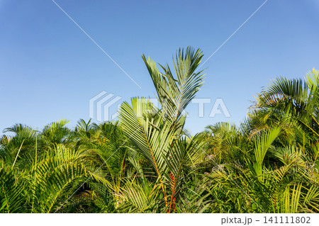 Low angle view of green palm leaves against a clear blue sky. Low angle view of green palm leaves against a clear blue sky. 141111802