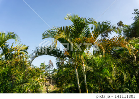 Low angle view of green palm leaves against a clear blue sky. Low angle view of green palm leaves against a clear blue sky. 141111803