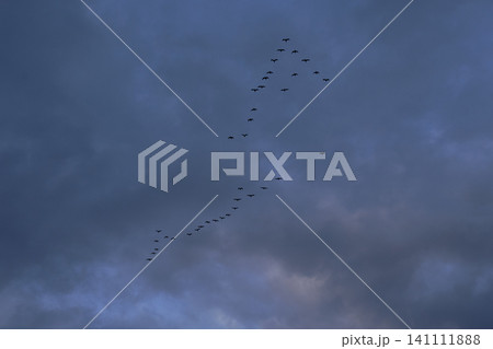 Flock of birds flying in formation in overcast sky Flock of birds flying in formation in overcast sky 141111888