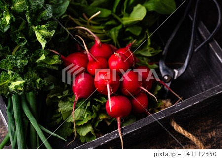 Radish, onion and herbs, spring greens concept Radish, onion and herbs, spring greens concept 141112350