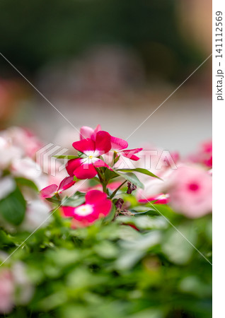 Bright colorful vinca flowers blooming in sunny vibrant street setting. 141112569