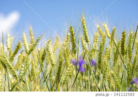 Young green ears of wheat in a sunlit field against a blue sky Young green ears of wheat in a sunlit field against a blue sky 141112583