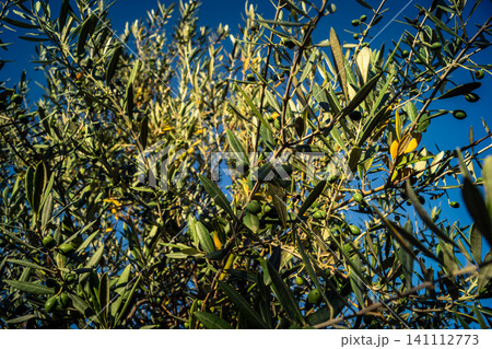 Vibrant Olive Tree Leaves Under Andalusian Sunlight 141112773
