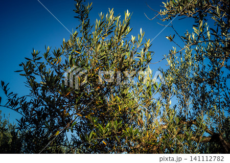 Vibrant Olive Tree Leaves Under Andalusian Sunlight Vibrant Olive Tree Leaves Under Andalusian Sunlight 141112782