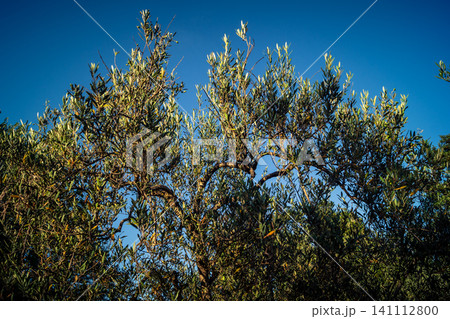 Vibrant Olive Tree Leaves Under Andalusian Sunlight 141112800