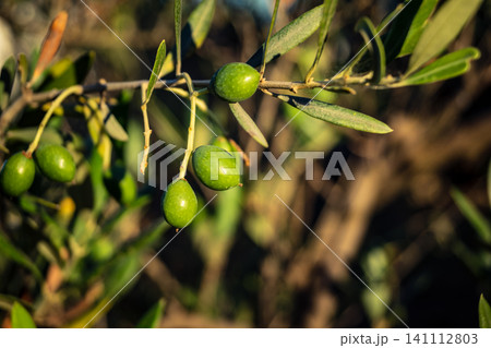 Young Green Olives Ripening on the Branch in Andalusia Young Green Olives Ripening on the Branch in Andalusia 141112803