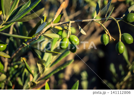 Young Green Olives Ripening on the Branch in Andalusia Young Green Olives Ripening on the Branch in Andalusia 141112806
