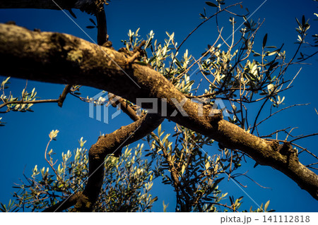 Textured Bark of an Ancient Andalusian Olive Tree Textured Bark of an Ancient Andalusian Olive Tree 141112818