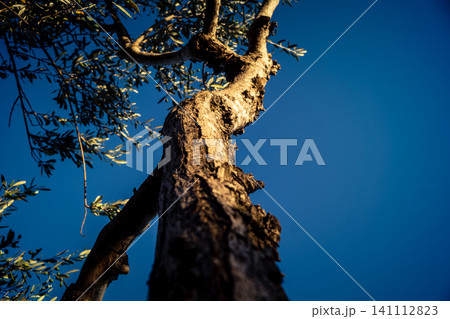 Textured Bark of an Ancient Andalusian Olive Tree Textured Bark of an Ancient Andalusian Olive Tree 141112823