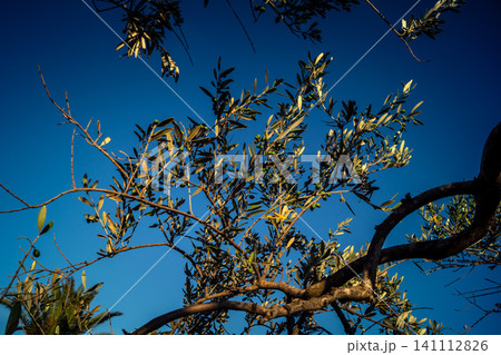 Vibrant Olive Tree Leaves Under Andalusian Sunlight Vibrant Olive Tree Leaves Under Andalusian Sunlight 141112826