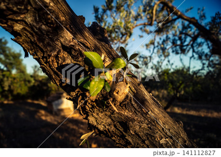 Textured Bark of an Ancient Andalusian Olive Tree 141112827