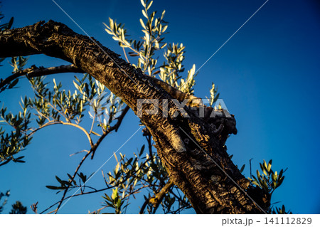 Textured Bark of an Ancient Andalusian Olive Tree Textured Bark of an Ancient Andalusian Olive Tree 141112829