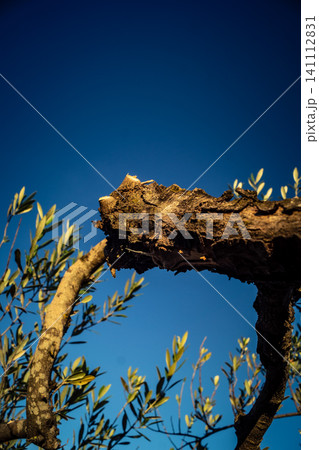 Textured Bark of an Ancient Andalusian Olive Tree Textured Bark of an Ancient Andalusian Olive Tree 141112831