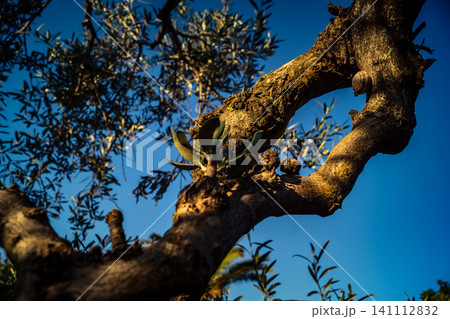 Textured Bark of an Ancient Andalusian Olive Tree 141112832