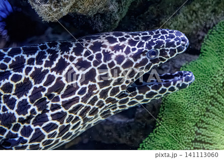 Large honeycomb moray eel resting on sand inside marine reef aquarium Large honeycomb moray eel resting on sand inside marine reef aquarium 141113060