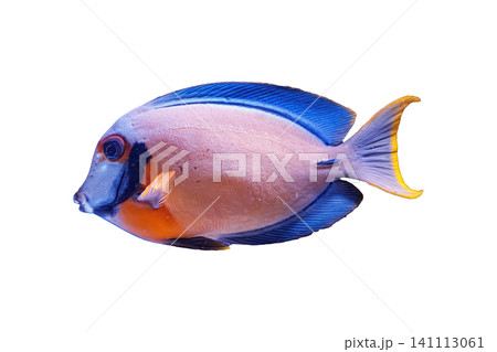 Chocolate surgeonfish mimic tang isolated on white background 141113061