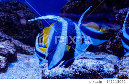 Striped tropical bannerfish background with copy space for web layout 141113062