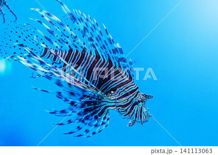 High contrast blue ocean background with striped tropical fish for web banner 141113063