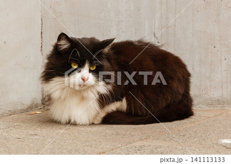 Beautiful cat with green eyes Beautiful cat with green eyes 141113133