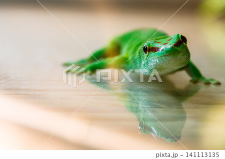lizard 141113135