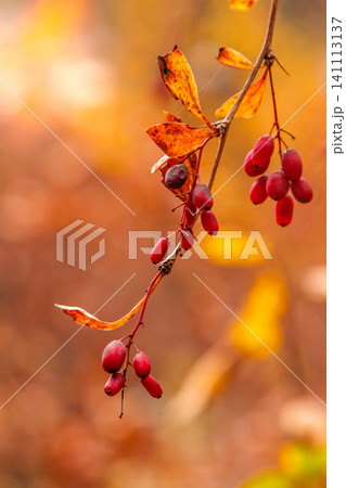 autumn branches with leaves and red berries on branches autumn branches with leaves and red berries on branches 141113137
