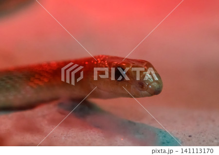 Red - spotted Beaked Snake Red - spotted Beaked Snake 141113170