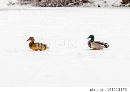 Ducks and drakes walk on snow and on a frozen lake Ducks and drakes walk on snow and on a frozen lake 141113176