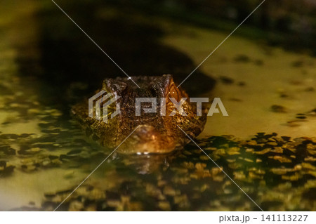 krakodil eyes smooth-eyed caiman 141113227