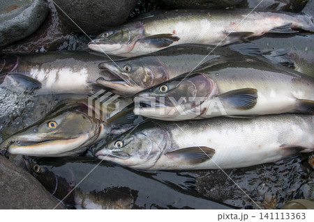 カラフトマスの漁獲、新鮮な魚が岩場に並ぶ漁業風景 カラフトマスの漁獲、新鮮な魚が岩場に並ぶ漁業風景 141113363