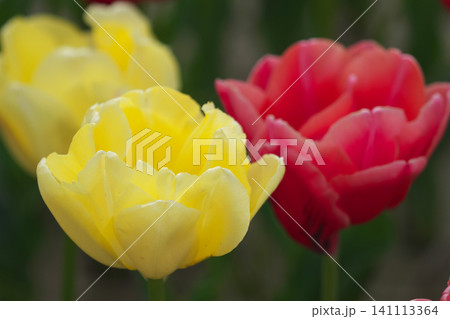 春に咲くチューリップの花 春に咲くチューリップの花 141113364