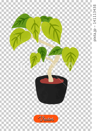 Ficus umbellata in a pot, watercolor-style hand-drawn vector illustration. Ficus umbellata in a pot, watercolor-style hand-drawn vector illustration. 141113438