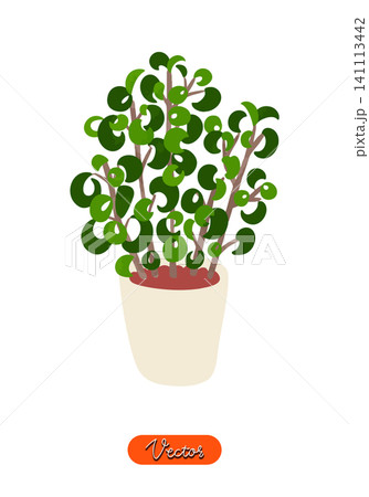 ベンジャミン・バロックの鉢植え　水彩風手描きベクターイラスト 141113442