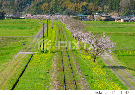 平成筑豊鉄道の崎山駅付近の桜と線路 平成筑豊鉄道の崎山駅付近の桜と線路 141113476