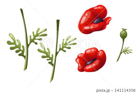 A vector set of red poppy elements 141114356