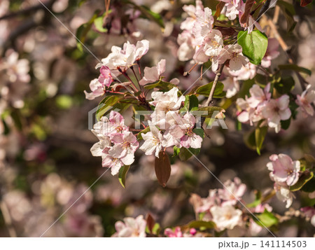 Fresh pink flowers of a blossoming apple tree with blured background Fresh pink flowers of a blossoming apple tree with blured background 141114503