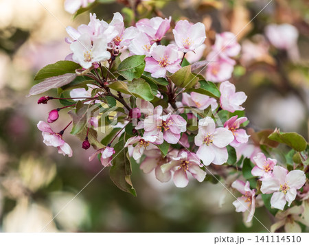 Fresh pink flowers of a blossoming apple tree with blured background 141114510