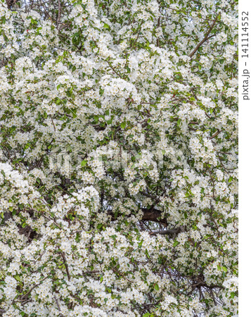 White blossoming apple trees in the sunset light. Spring season, spring colors. White blossoming apple trees in the sunset light. Spring season, spring colors. 141114552