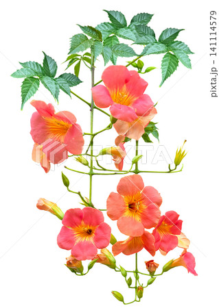 ノウゼンカズラの花の切抜き ノウゼンカズラの花の切抜き 141114579