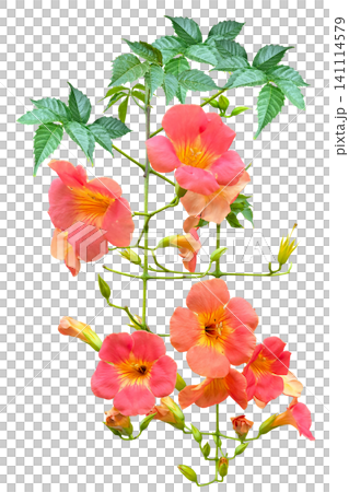Cutout of a trumpet vine flower Cutout of a trumpet vine flower 141114579