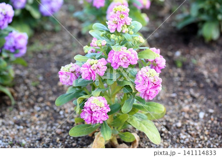 爽やか ストックの花 爽やか ストックの花 141114833
