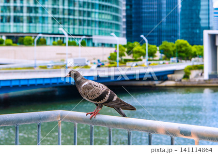 日本の横浜都市景観人馴れしているハト。警戒されたか…見つめられ、にらめっこ…。画面奥は新高島方向 日本の横浜都市景観人馴れしているハト。警戒されたか…見つめられ、にらめっこ…。画面奥は新高島方向 141114864