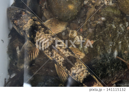 網で獲ったカマツカを水槽に入れて撮影 141115132